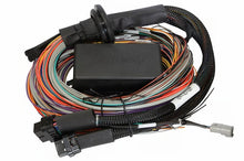 Load image into Gallery viewer, Haltech Universal Elite 2500/2500 T Premium Wire-In Harness